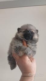 Spitz di Pomerania mini toy