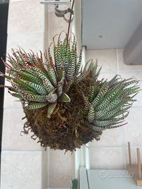 Kokedama