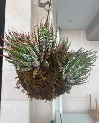 Kokedama