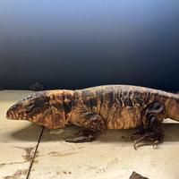 Tegu (Salvator rufescens)