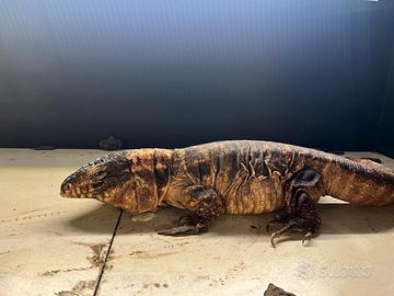 Tegu (Salvator rufescens)