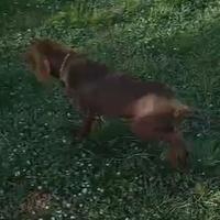 Bracco tedesco da tartufo