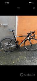 Focus izalco