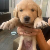 Cuccioli di Golden Retriever