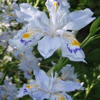 IRIS JAPONICA