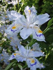 IRIS JAPONICA