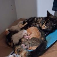 Mamma gatta? Tutti Adottati