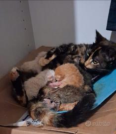 Mamma gatta? Tutti Adottati