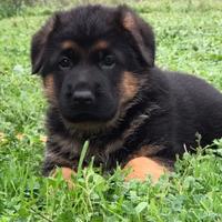 Pastore tedesco cuccioli