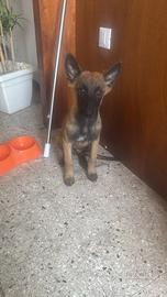 Cucciolo di pastore belga