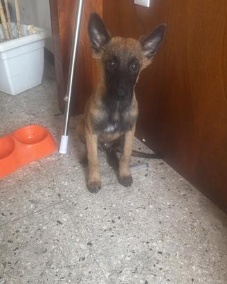 Cucciolo di pastore belga