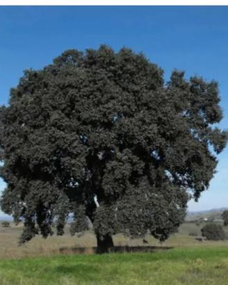 Piantine Quercia da Sughero