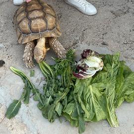 Tartaruga Sulcata africana