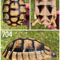Testudo marginata sarda tartaruga terra testuggine
