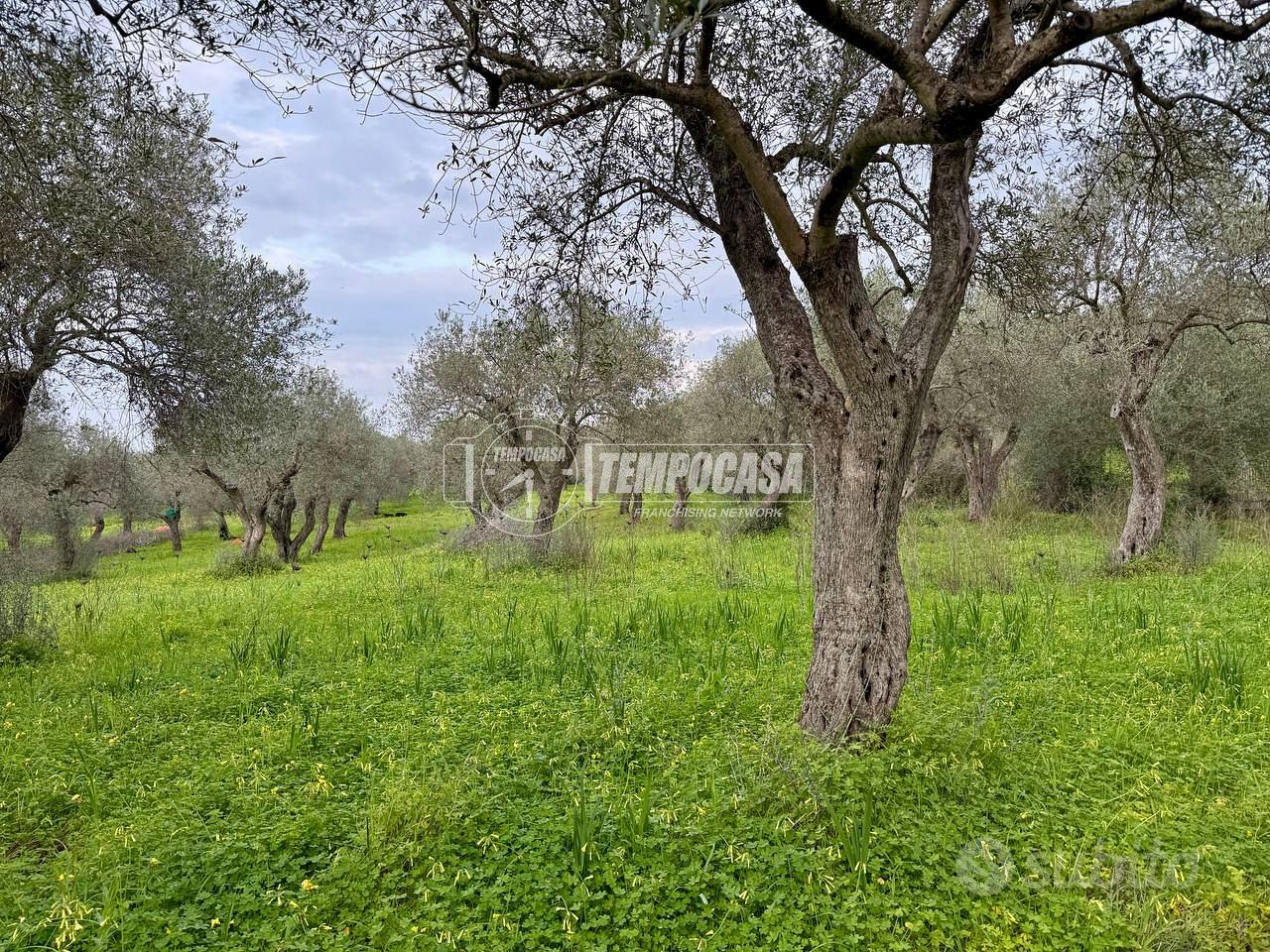 Terreno - Uliveto - Sorso - Vista 2