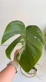 philodendron brazilian Philodendron Brazil in Hanging Basket, Live Tropical Vining Plant main image 1