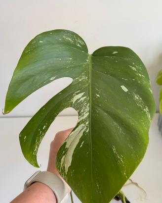 Talea di Monstera Variegata