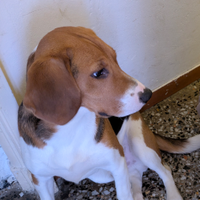 Cane beagle Maschio de caccia 8 mesi