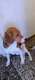 Cane beagle Maschio de caccia 8 mesi