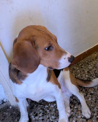 Cane beagle Maschio de caccia 8 mesi