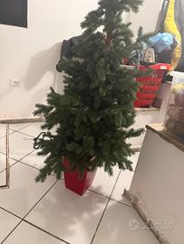 Albero intero con vaso un metro e mezzo