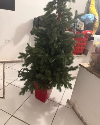 Albero intero con vaso un metro e mezzo
