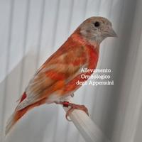 Cardinalino del Venezuela mutato