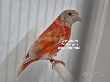 Cardinalino del Venezuela mutato