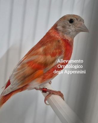 Cardinalino del Venezuela mutato