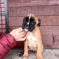 Boxer