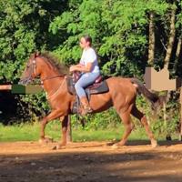 Cavalli in fida e mezzafida