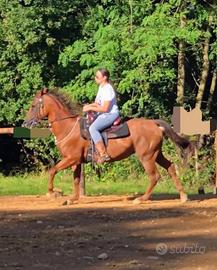 Cavalli in fida e mezzafida