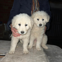 Cuccioli di pastore abruzzese