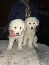 Cuccioli di pastore abruzzese