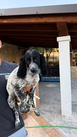 Cuccioli Setter Inglese