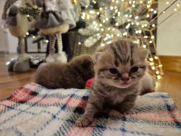 Cuccioli british shorthair