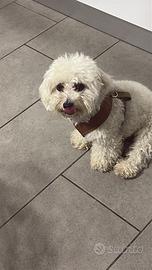 Cucciolo di maltese