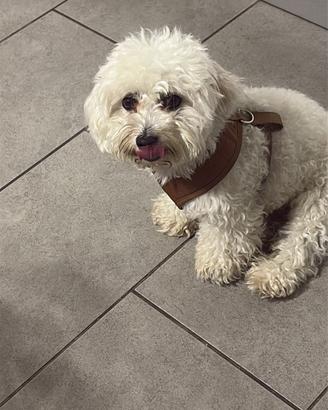 Cucciolo di maltese