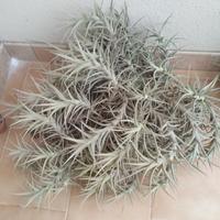 Tillandsia bergeri pianta dell'aria 