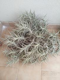 Tillandsia bergeri pianta dell'aria 