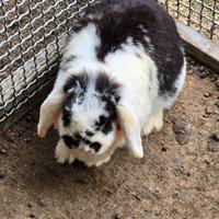 Coniglio nano ariete