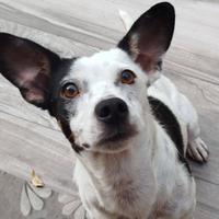 Macchietta giovane cagnolina piccola taglia