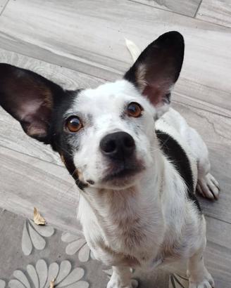 Macchietta giovane cagnolina piccola taglia
