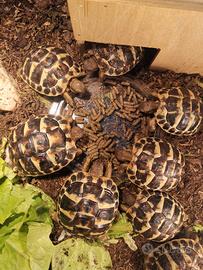 Tartarughe baby