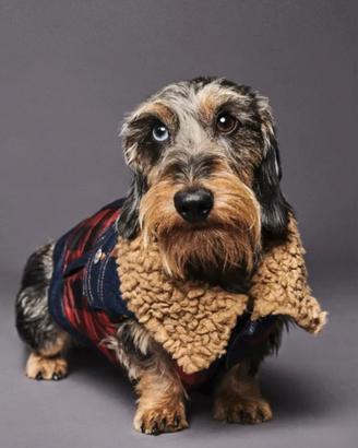 Giubbotto/Gilet Dsquared2