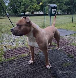 Disponibile per monta amstaff maschio
