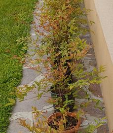 20 piante di Nandina