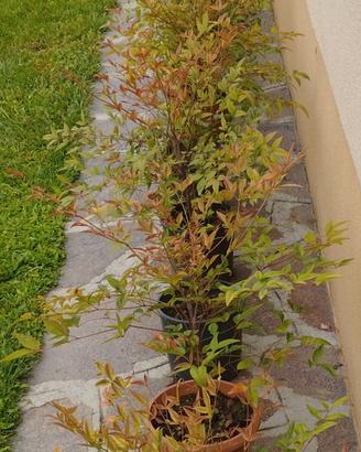 20 piante di Nandina