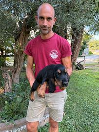 Cuccioli di Cocker Spaniel nero focato