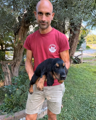 Cuccioli di Cocker Spaniel nero focato